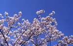 img065.jpg