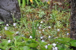 DSC_0385.JPG